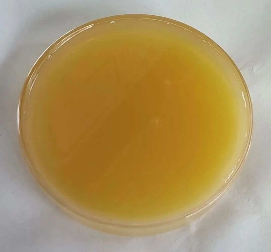 苏州鼠李糖脂供应支持定制