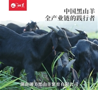 黑山羊2025市场走向与养羊业的变革抉择：从价格波动到持续盈利