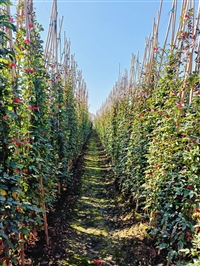 陕西蔷薇苗圃种植基地   蔷薇是不是爬墙植物