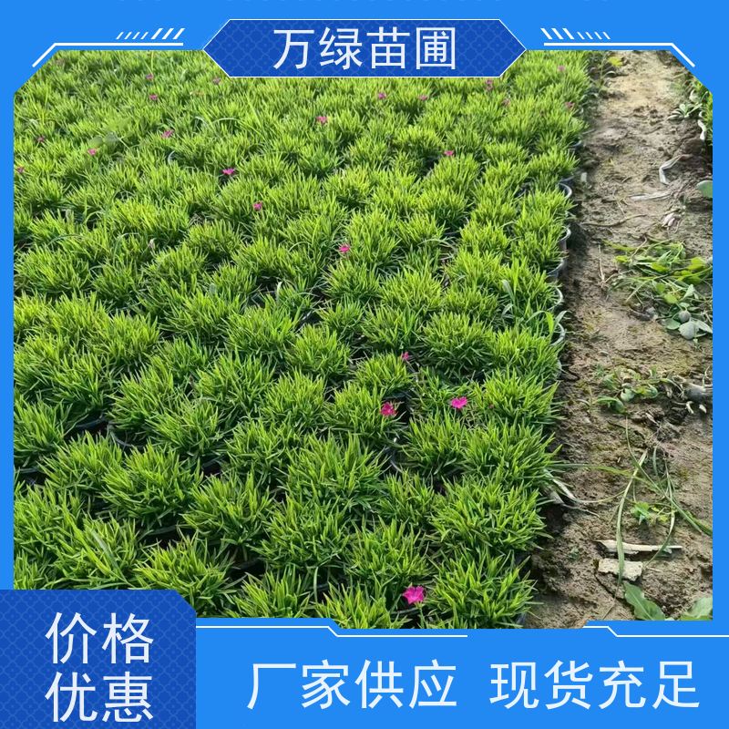 万绿 花园绿化 常夏石竹 土地覆盖 净化空气苗木