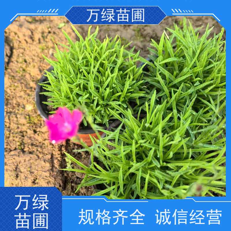 万绿 学校公园 美国石竹 土地覆盖 净化空气苗木