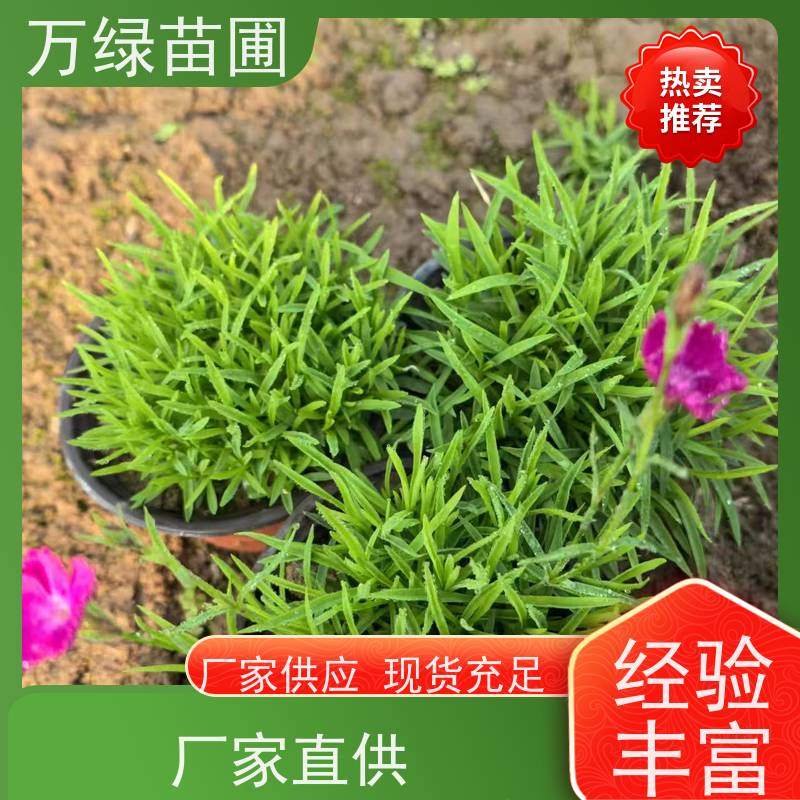 万绿 花园绿化 美国石竹 土地覆盖 净化空气苗木
