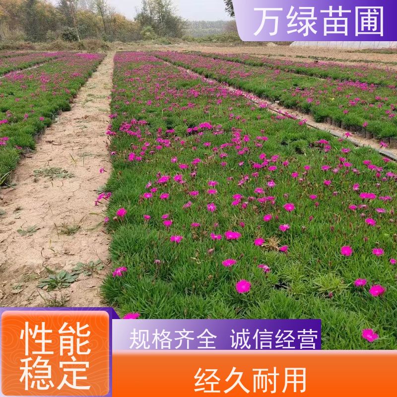 万绿 道路花池 美国石竹 土地覆盖 净化空气苗木