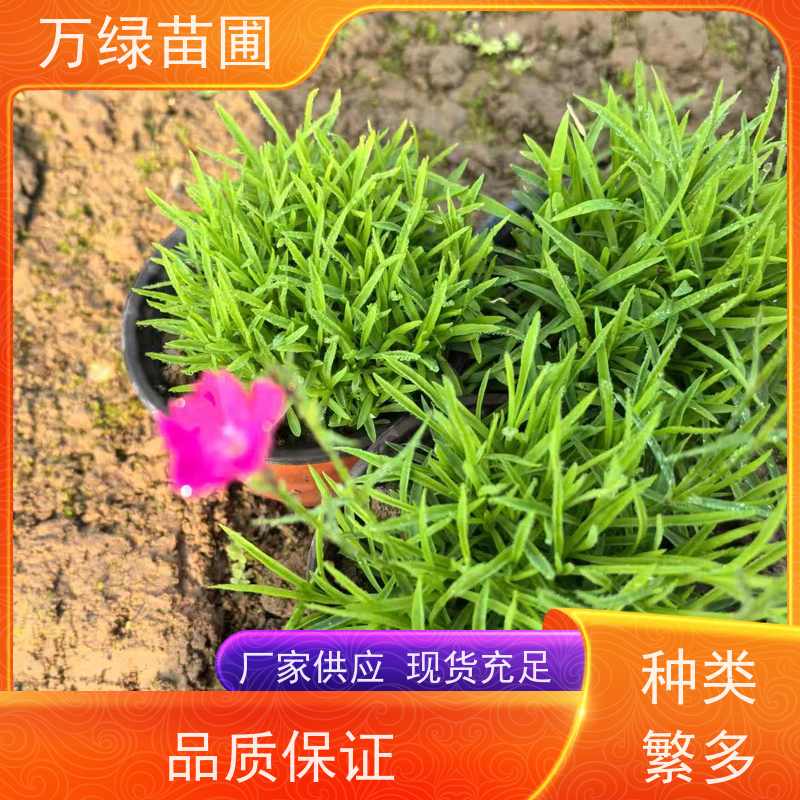 万绿 庭院别墅 常夏石竹 土地覆盖 净化空气苗木