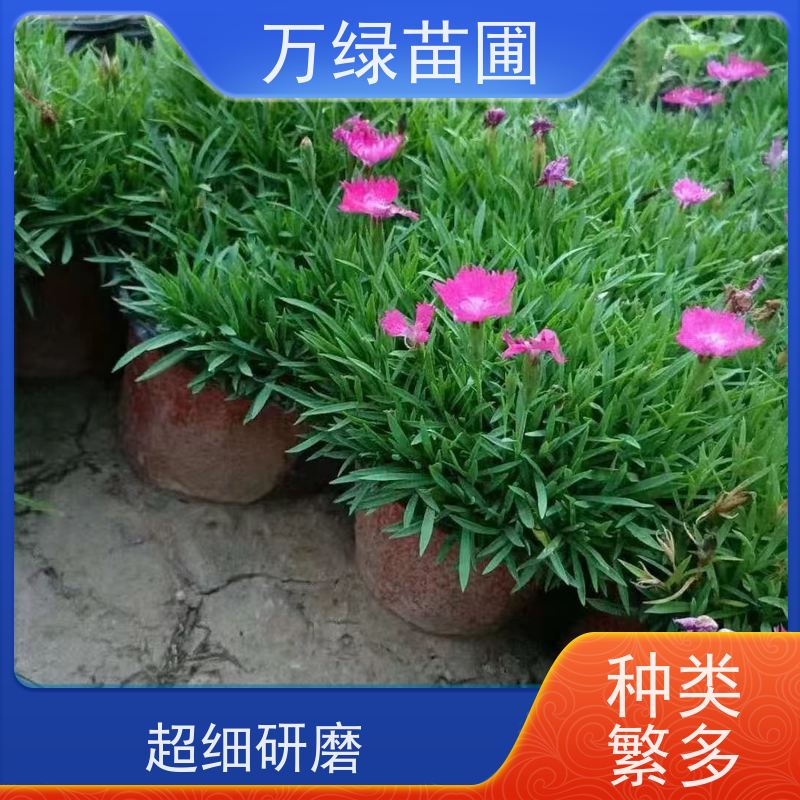 万绿 花园绿化 美国石竹 土地覆盖 美化环境植物