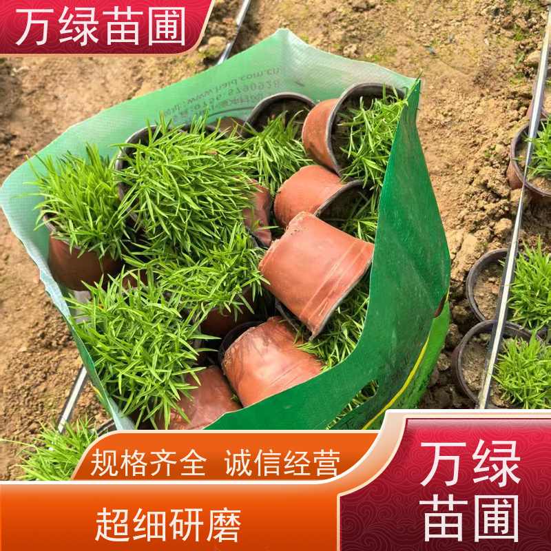 万绿 道路花池 常夏石竹 土地覆盖 美化环境植物