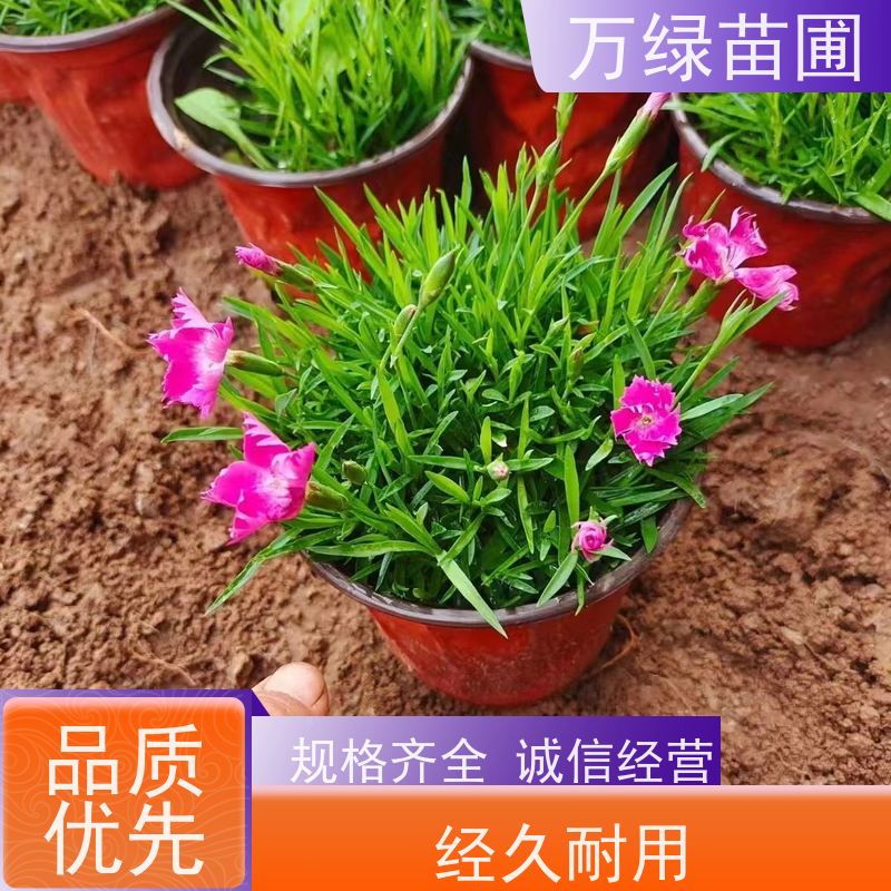 万绿 学校公园 常夏石竹 土地覆盖 防尘绿化植物