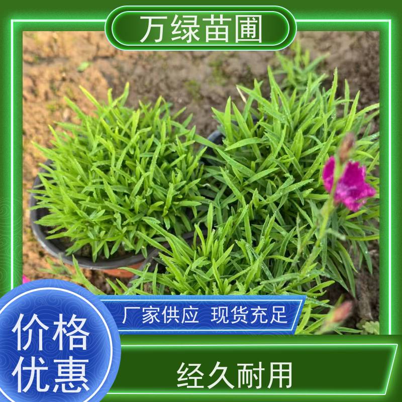 万绿 庭院别墅 常夏石竹 土地覆盖 防尘绿化植物