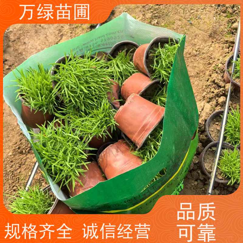 万绿 道路花池 美国石竹 土地覆盖 防尘绿化植物