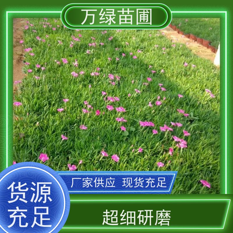 万绿 学校公园 美国石竹 土地覆盖 防尘绿化植物