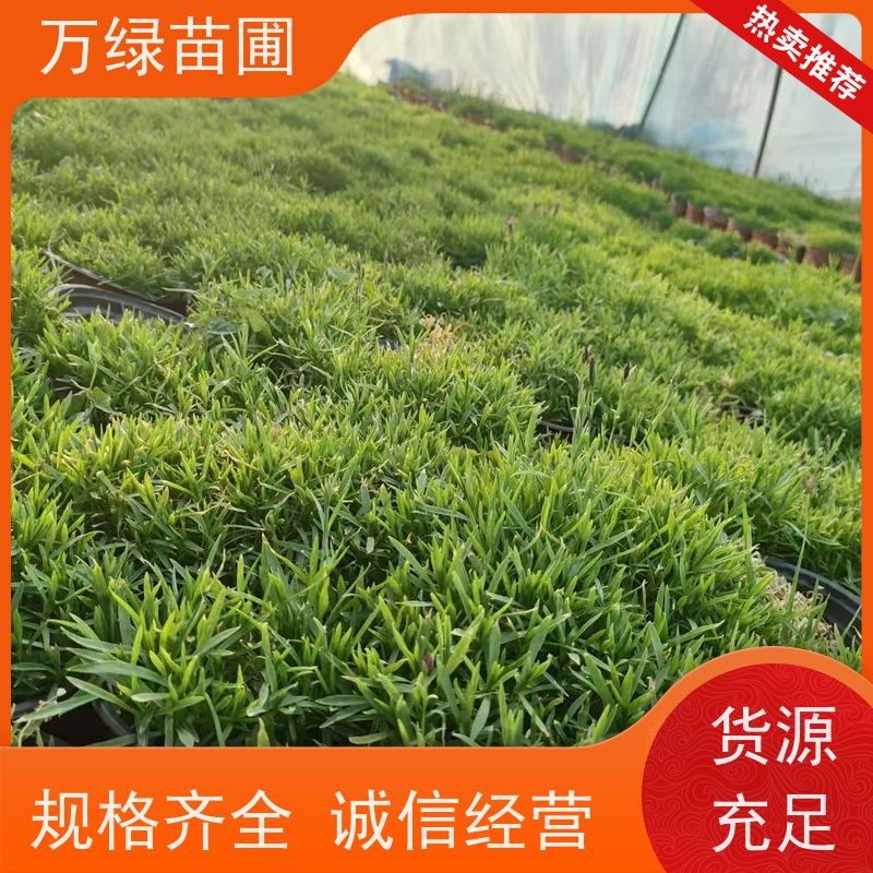 万绿 花园绿化 常夏石竹 土地覆盖 美化环境植物