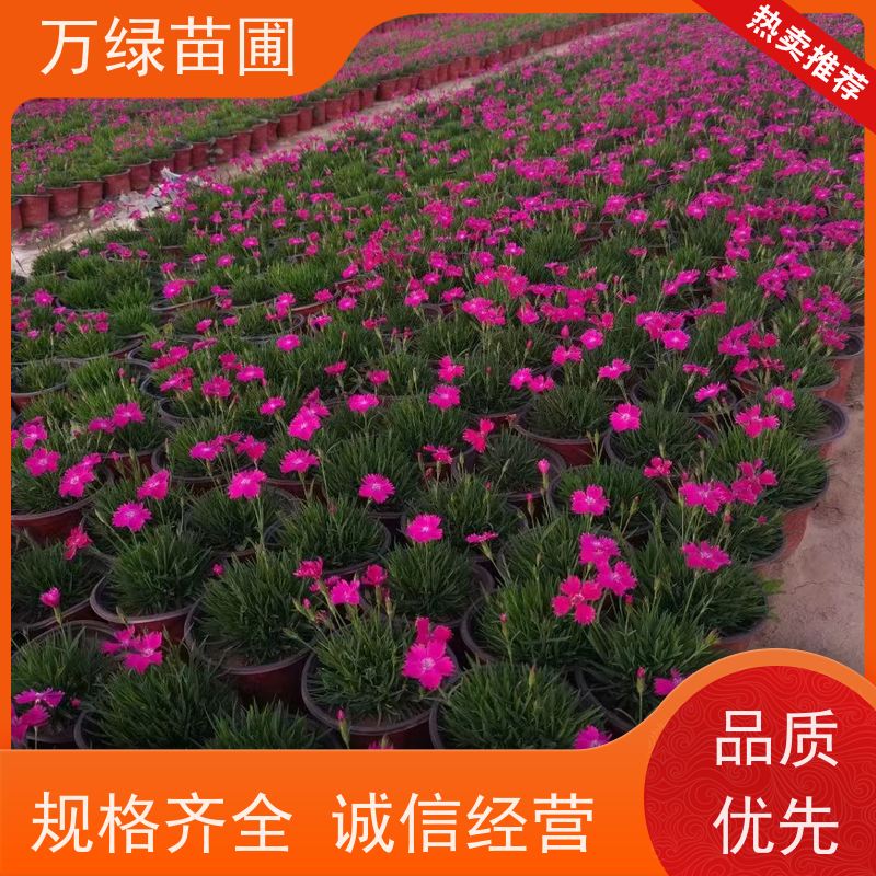 万绿 学校公园 美国石竹 土地覆盖 美化环境植物