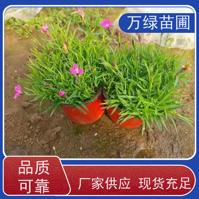 万绿 学校公园 常夏石竹 土地覆盖 净化空气苗木