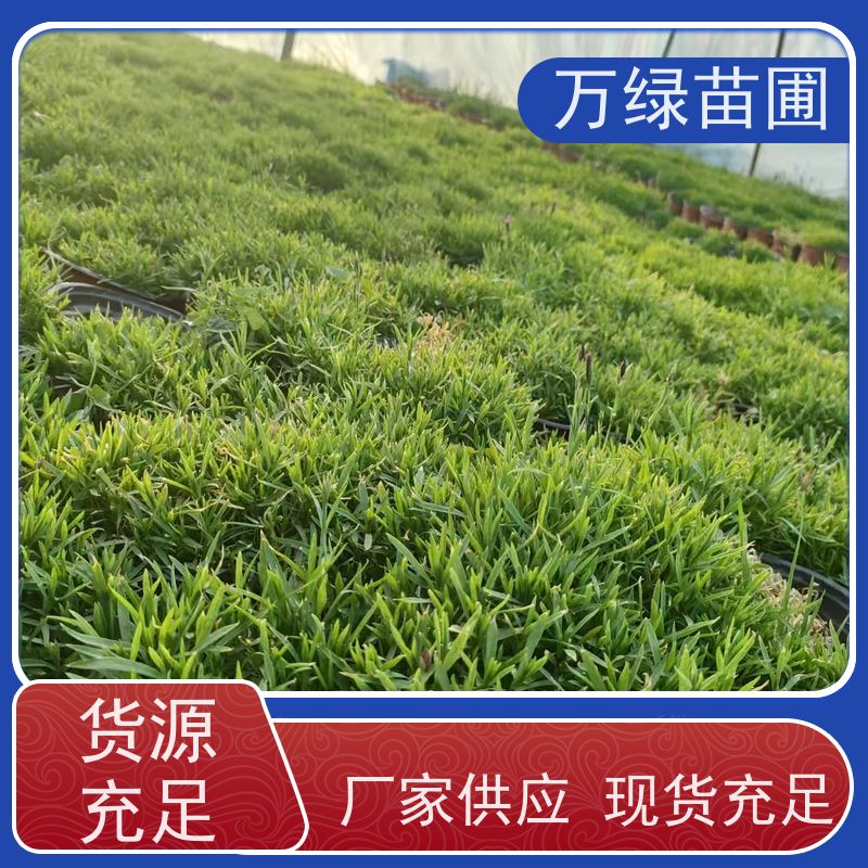 万绿 庭院别墅 美国石竹 土地覆盖 净化空气苗木