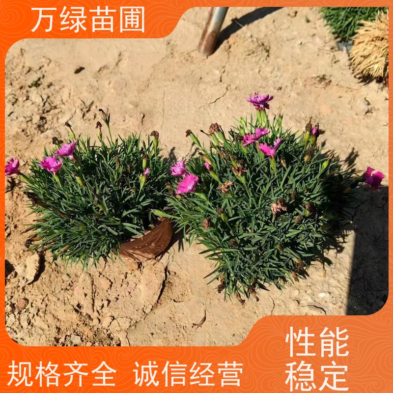 万绿 道路花池 常夏石竹 土地覆盖 净化空气苗木