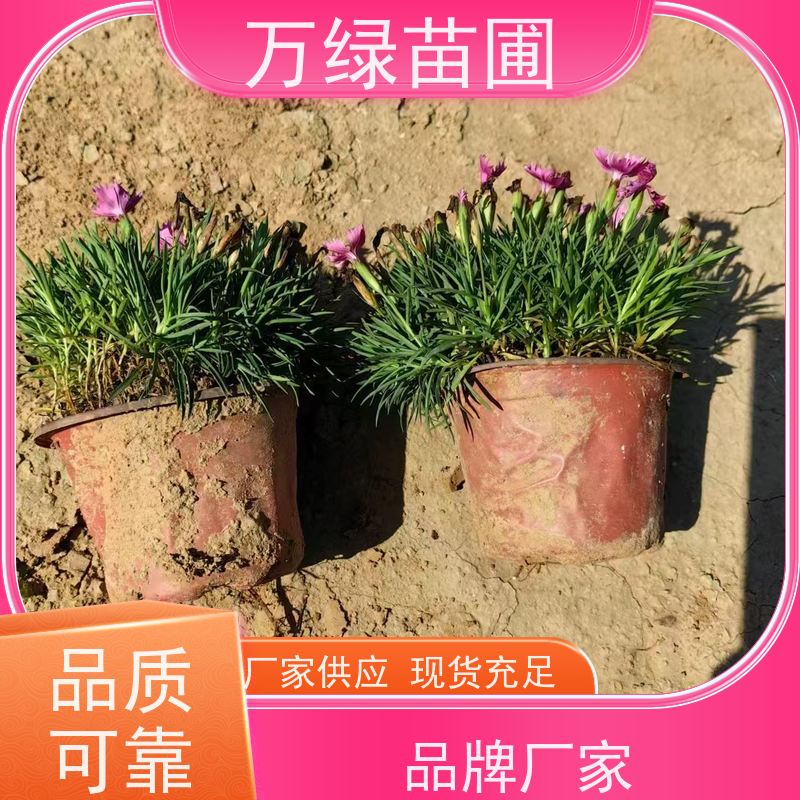 万绿 学校公园 常夏石竹 土地覆盖 美化环境植物