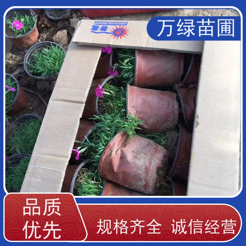 万绿 庭院别墅 常夏石竹 土地覆盖 美化环境植物