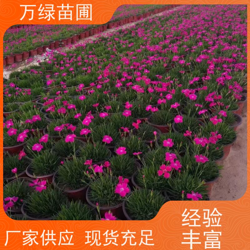 万绿 庭院别墅 美国石竹 土地覆盖 美化环境植物