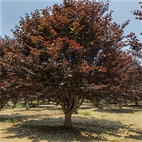 紫叶李原生冠价格 3公分紫叶李价格 24公分紫叶李价格