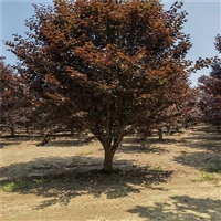 紫叶李价格表 5公分紫叶李价格 20公分紫叶李价格