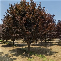 紫叶李原生冠价格 21公分紫叶李价格 8公分紫叶李价格