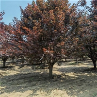 紫叶李小苗价格 23公分紫叶李价格 4公分紫叶李价格