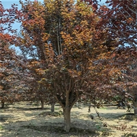 紫叶李价格更新 9公分紫叶李价格 22公分紫叶李价格