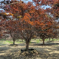 紫叶李询价更新- 15公分紫叶李价格 18公分紫叶李价格