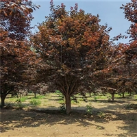 紫叶李价格明细 5公分紫叶李价格 16公分紫叶李价格