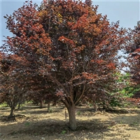 紫叶李小苗价格 5公分紫叶李价格 30公分紫叶李价格