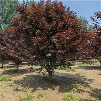 紫叶李菏泽产地 5公分紫叶李价格 20公分紫叶李价格