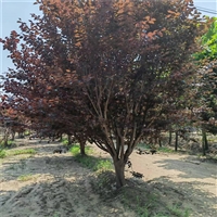 紫叶李原生冠价格 5公分紫叶李价格 6公分紫叶李价格