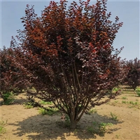 紫叶李分支点80cm 15公分紫叶李价格 4公分紫叶李价格