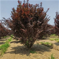 紫叶李产地 19公分紫叶李价格 28公分紫叶李价格