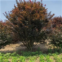 紫叶李价格表 25公分紫叶李价格 14公分紫叶李价格