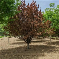 哪里种植紫叶李多 21公分紫叶李价格 22公分紫叶李价格