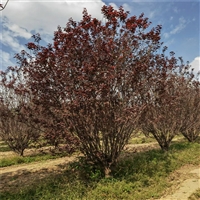 山东紫叶李基地 11公分紫叶李价格 28公分紫叶李价格