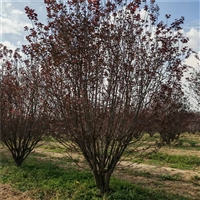 紫叶李多少钱一棵 19公分紫叶李价格 26公分紫叶李价格