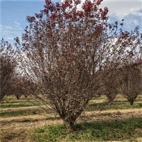 紫叶李2025年价格 5公分紫叶李价格 6公分紫叶李价格