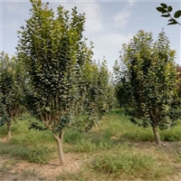 15公分西府海棠价格 18公分西府海棠价格 北美海棠价格