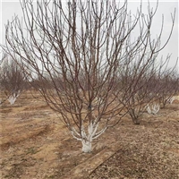 19公分西府海棠价格 22公分西府海棠价格 西府海棠原生冠价格