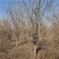 25公分西府海棠价格 28公分西府海棠价格 菏泽哪里海棠多