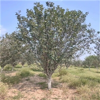 19公分西府海棠价格 12公分西府海棠价格 西府海棠价格明细