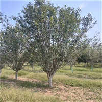 23公分西府海棠价格 12公分西府海棠价格 西府海棠2025年价格