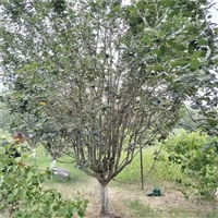 7公分西府海棠价格 28公分西府海棠价格 西府海棠土球价格