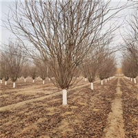 29公分西府海棠价格 4公分西府海棠价格 丛生西府海棠价格