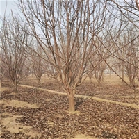 23公分西府海棠价格 30公分西府海棠价格 基地批发价格