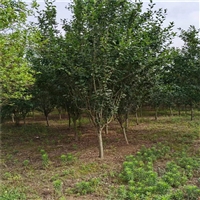 9公分西府海棠价格 6公分西府海棠价格 西府海棠全冠价格