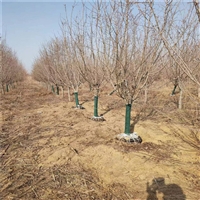 19公分西府海棠价格 30公分西府海棠价格 西府海棠种植技术