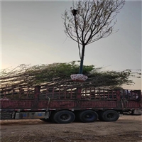 23公分西府海棠价格 18公分西府海棠价格 西府海棠全冠价格